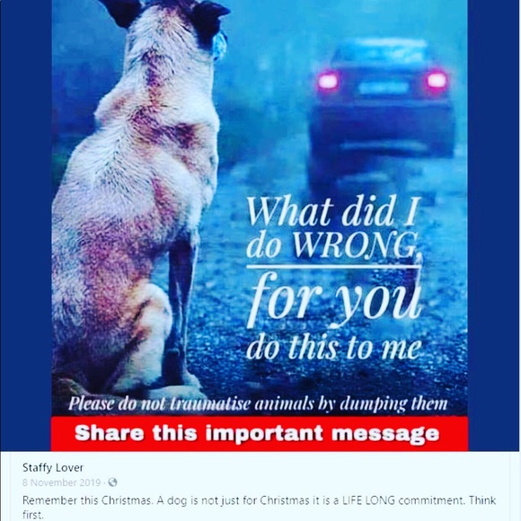 🐕🐻Help Rescue Animals🐬🐖🐑 #STOPAnimalCruelty💔 - Picture 10 of 16